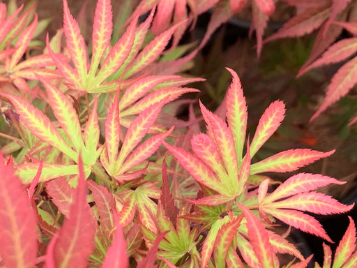 - Acer palmatum 'Elizabeth' Dwarf Red Japanese Maple Tree - Mr Maple │ Buy Japanese Maple Trees