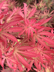 - Acer palmatum 'Elizabeth' Dwarf Red Japanese Maple Tree - Mr Maple │ Buy Japanese Maple Trees