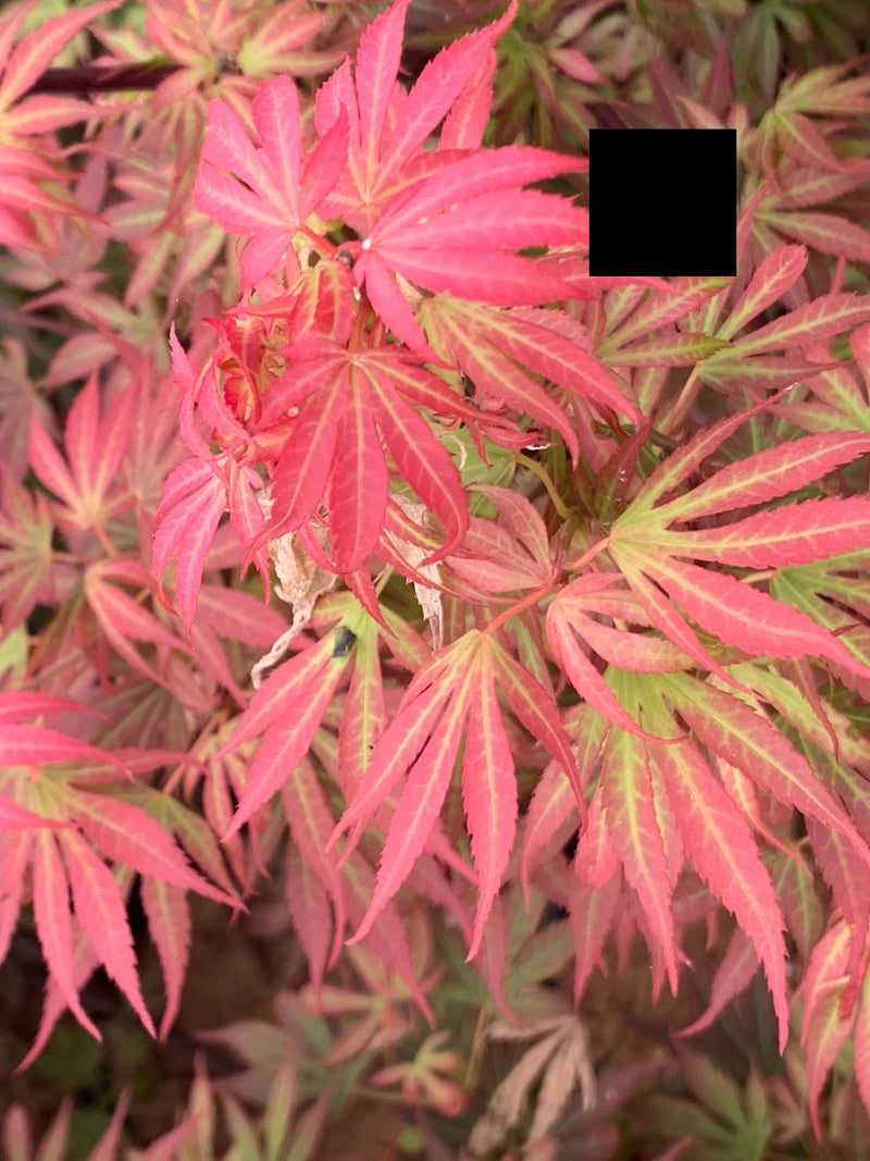 - Acer palmatum 'Elizabeth' Dwarf Red Japanese Maple Tree - Mr Maple │ Buy Japanese Maple Trees