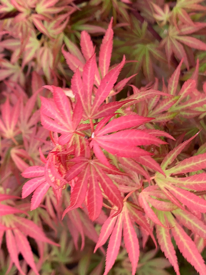 - Acer palmatum 'Elizabeth' Dwarf Red Japanese Maple Tree - Mr Maple │ Buy Japanese Maple Trees