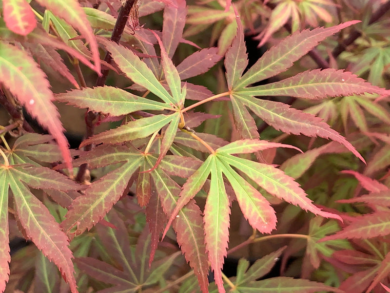 - Acer palmatum 'Elizabeth' Dwarf Red Japanese Maple Tree - Mr Maple │ Buy Japanese Maple Trees