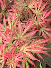 - Acer palmatum 'Elizabeth' Dwarf Red Japanese Maple Tree - Mr Maple │ Buy Japanese Maple Trees