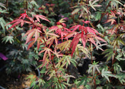 - Acer palmatum 'Elizabeth' Dwarf Red Japanese Maple Tree - Mr Maple │ Buy Japanese Maple Trees