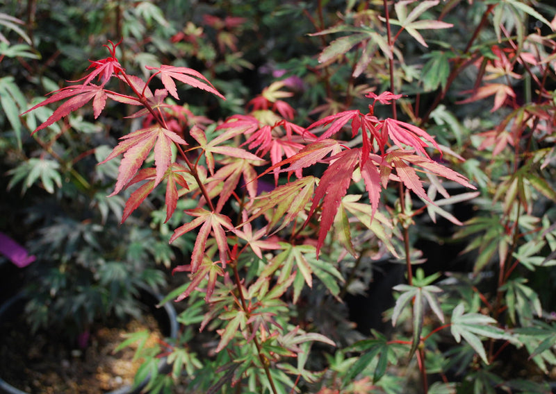 - Acer palmatum 'Elizabeth' Dwarf Red Japanese Maple Tree - Mr Maple │ Buy Japanese Maple Trees