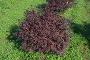 - Acer palmatum 'Elizabeth' Dwarf Red Japanese Maple Tree - Mr Maple │ Buy Japanese Maple Trees