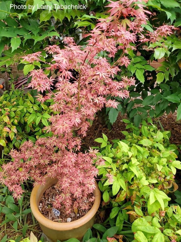 - Acer palmatum 'Elizabeth' Dwarf Red Japanese Maple Tree - Mr Maple │ Buy Japanese Maple Trees