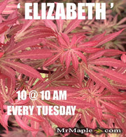 - Acer palmatum 'Elizabeth' Dwarf Red Japanese Maple Tree - Mr Maple │ Buy Japanese Maple Trees