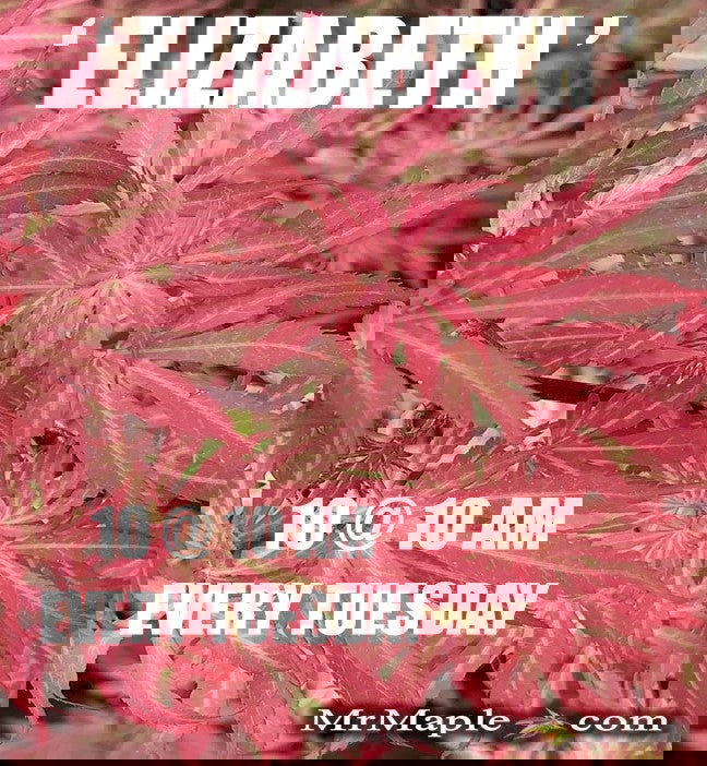 - Acer palmatum 'Elizabeth' Dwarf Red Japanese Maple Tree - Mr Maple │ Buy Japanese Maple Trees