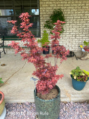 - Acer palmatum 'Elizabeth' Dwarf Red Japanese Maple Tree - Mr Maple │ Buy Japanese Maple Trees