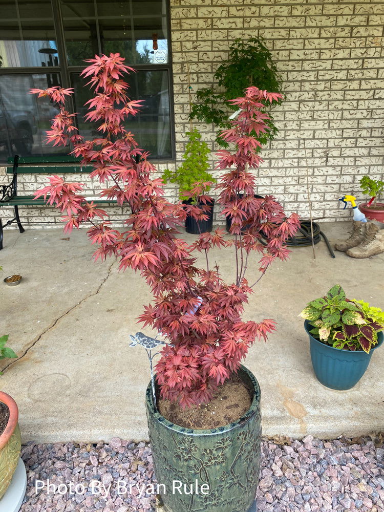 - Acer palmatum 'Elizabeth' Dwarf Red Japanese Maple Tree - Mr Maple │ Buy Japanese Maple Trees