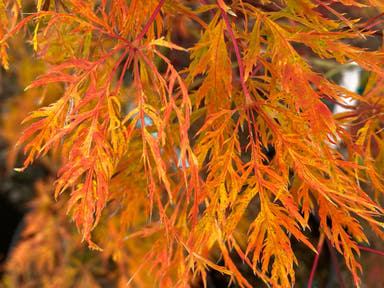 - Acer palmatum 'Ellen' Japanese Maple - Mr Maple │ Buy Japanese Maple Trees