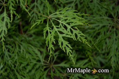 - Acer palmatum 'Ellen' Japanese Maple - Mr Maple │ Buy Japanese Maple Trees