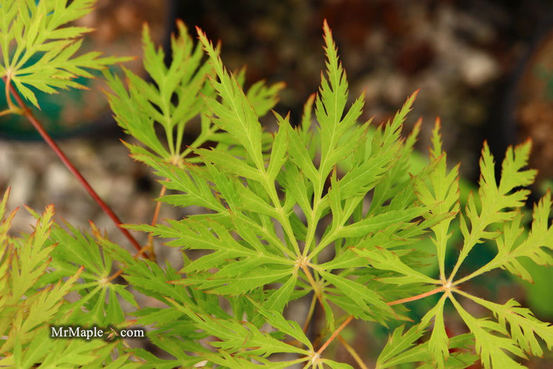 - Acer palmatum 'Ellen' Japanese Maple - Mr Maple │ Buy Japanese Maple Trees