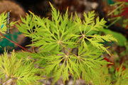 - Acer palmatum 'Ellen' Japanese Maple - Mr Maple │ Buy Japanese Maple Trees