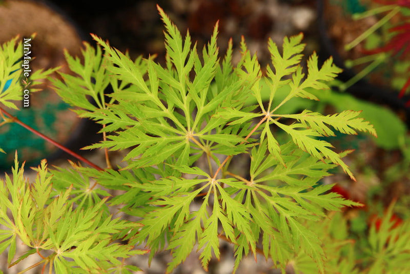 - Acer palmatum 'Ellen' Japanese Maple - Mr Maple │ Buy Japanese Maple Trees