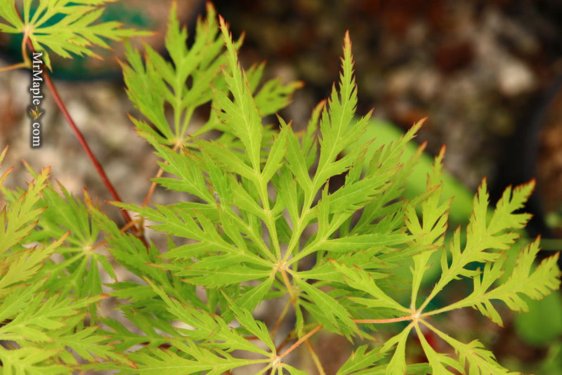 - Acer palmatum 'Ellen' Japanese Maple - Mr Maple │ Buy Japanese Maple Trees