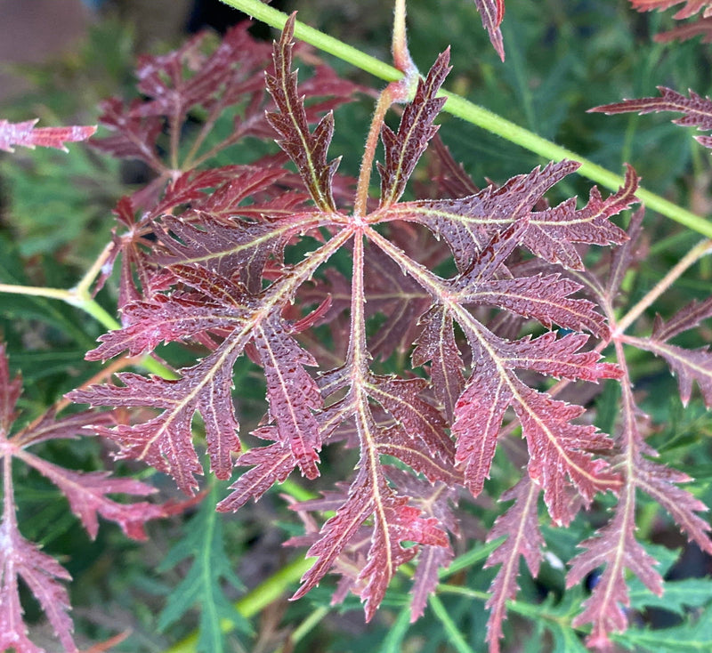 - Acer palmatum 'Elmwood Spreader' Weeping Japanese Maple - Mr Maple │ Buy Japanese Maple Trees