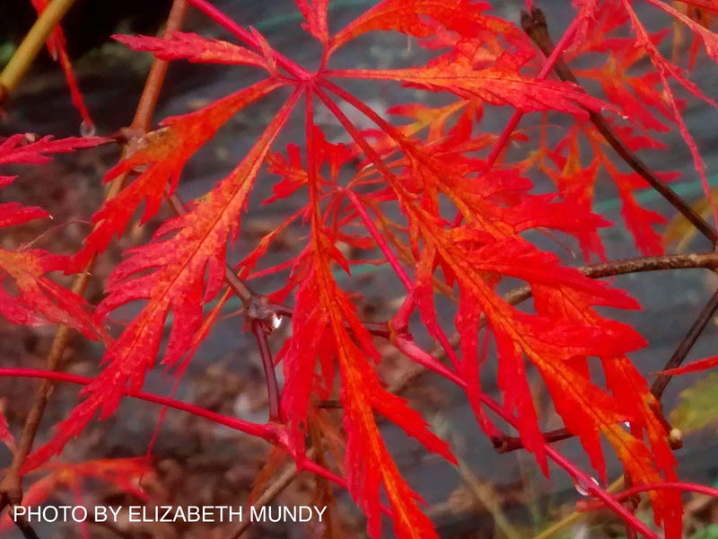- Acer palmatum 'Elmwood Spreader' Weeping Japanese Maple - Mr Maple │ Buy Japanese Maple Trees