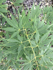 - Acer palmatum 'Elwha' Japanese Maple - Mr Maple │ Buy Japanese Maple Trees