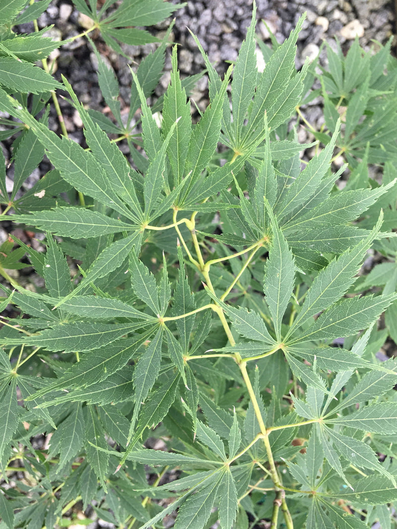 - Acer palmatum 'Elwha' Japanese Maple - Mr Maple │ Buy Japanese Maple Trees