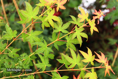 - Acer palmatum 'Elwood Orange' Rare Japanese Maple - Mr Maple │ Buy Japanese Maple Trees
