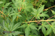 - Acer palmatum 'Elwood Orange' Rare Japanese Maple - Mr Maple │ Buy Japanese Maple Trees