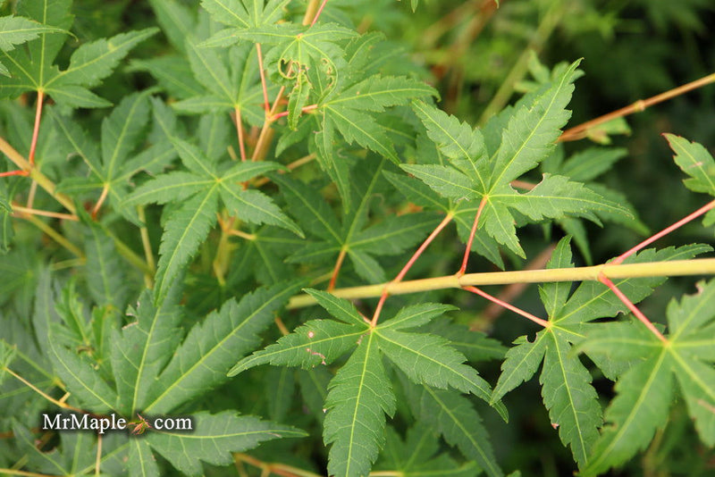 - Acer palmatum 'Elwood Orange' Rare Japanese Maple - Mr Maple │ Buy Japanese Maple Trees