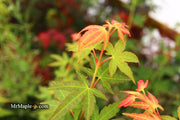 - Acer palmatum 'Elwood Orange' Rare Japanese Maple - Mr Maple │ Buy Japanese Maple Trees