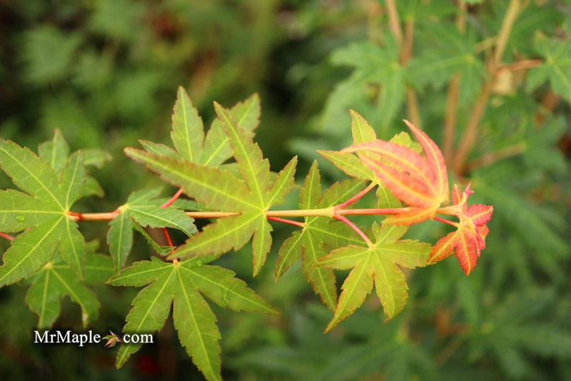 - Acer palmatum 'Elwood Orange' Rare Japanese Maple - Mr Maple │ Buy Japanese Maple Trees