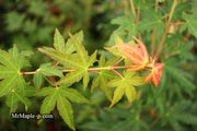- Acer palmatum 'Elwood Orange' Rare Japanese Maple - Mr Maple │ Buy Japanese Maple Trees