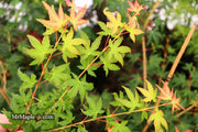 - Acer palmatum 'Elwood Orange' Rare Japanese Maple - Mr Maple │ Buy Japanese Maple Trees