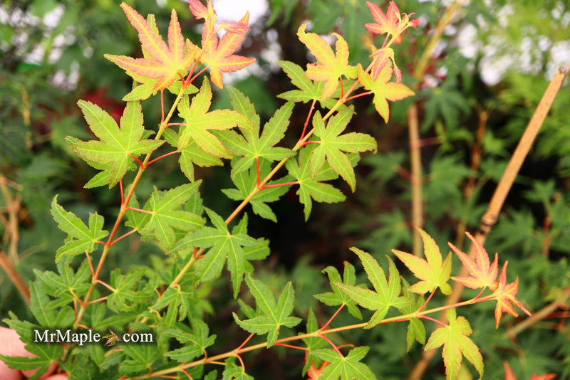 - Acer palmatum 'Elwood Orange' Rare Japanese Maple - Mr Maple │ Buy Japanese Maple Trees