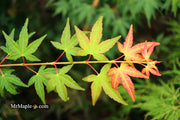 - Acer palmatum 'Elwood Orange' Rare Japanese Maple - Mr Maple │ Buy Japanese Maple Trees