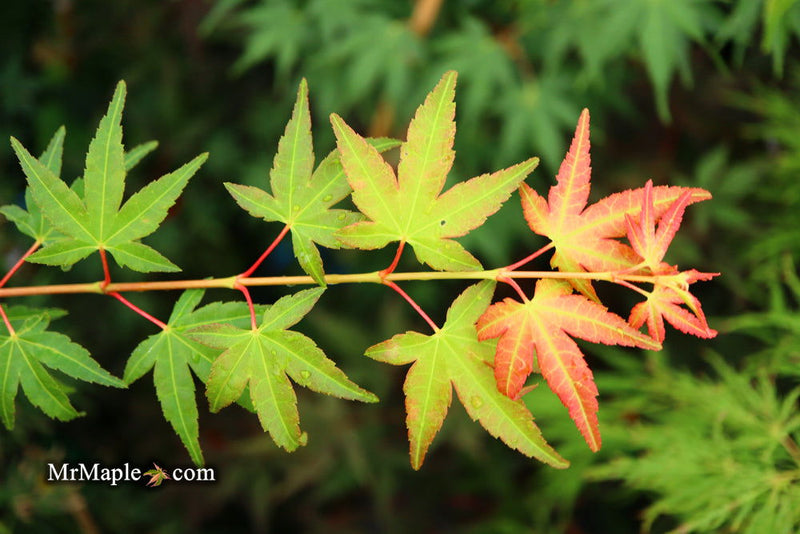 - Acer palmatum 'Elwood Orange' Rare Japanese Maple - Mr Maple │ Buy Japanese Maple Trees