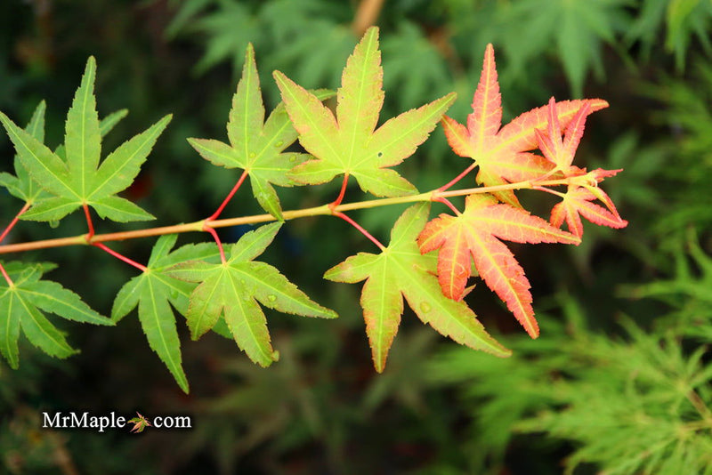 - Acer palmatum 'Elwood Orange' Rare Japanese Maple - Mr Maple │ Buy Japanese Maple Trees