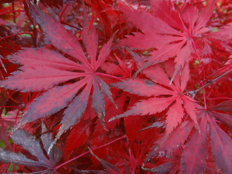 - Acer palmatum 'Emerald Isle' Japanese Maple - Mr Maple │ Buy Japanese Maple Trees