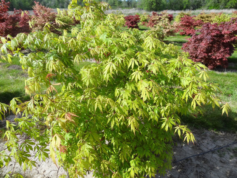 - Acer palmatum 'Emerald Isle' Japanese Maple - Mr Maple │ Buy Japanese Maple Trees