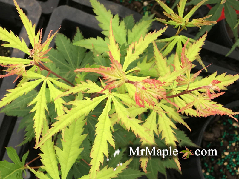 - Acer palmatum 'Emerald Isle' Japanese Maple - Mr Maple │ Buy Japanese Maple Trees