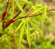 - Acer palmatum 'Emerald Isle' Japanese Maple - Mr Maple │ Buy Japanese Maple Trees