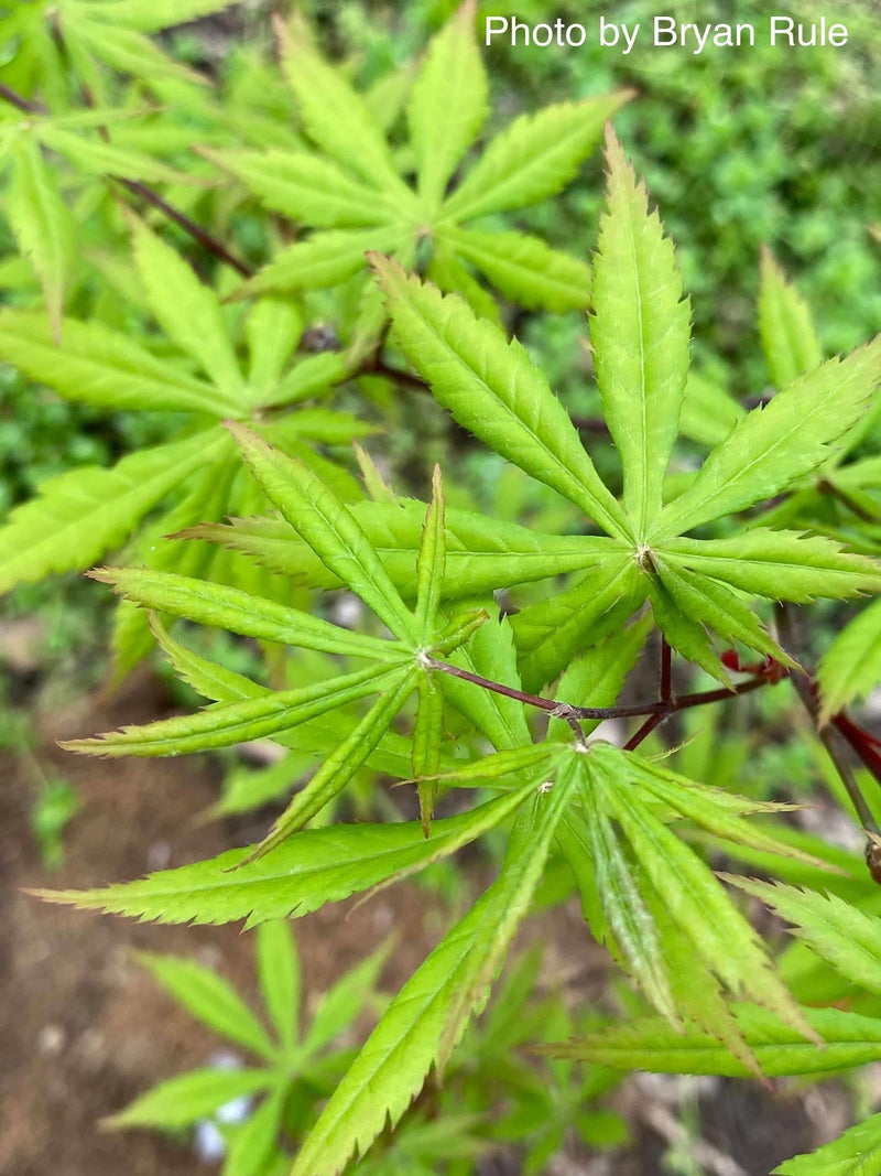 - Acer palmatum 'Emerald Isle' Japanese Maple - Mr Maple │ Buy Japanese Maple Trees