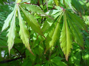 - Acer palmatum 'Emerald Isle' Japanese Maple - Mr Maple │ Buy Japanese Maple Trees