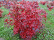 - Acer palmatum 'Emerald Isle' Japanese Maple - Mr Maple │ Buy Japanese Maple Trees