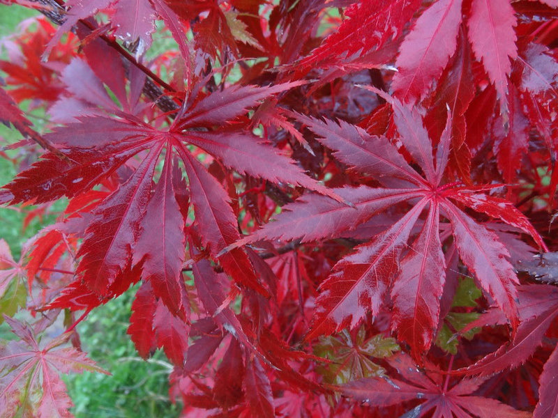 - Acer palmatum 'Emerald Isle' Japanese Maple - Mr Maple │ Buy Japanese Maple Trees