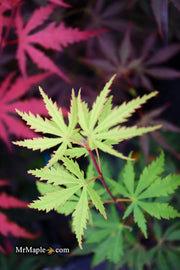 - Acer palmatum 'Emerald Isle' Japanese Maple - Mr Maple │ Buy Japanese Maple Trees