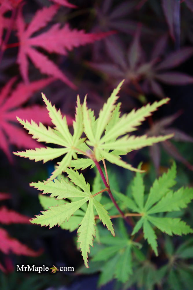 - Acer palmatum 'Emerald Isle' Japanese Maple - Mr Maple │ Buy Japanese Maple Trees