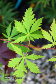 - Acer palmatum 'Emerald Isle' Japanese Maple - Mr Maple │ Buy Japanese Maple Trees