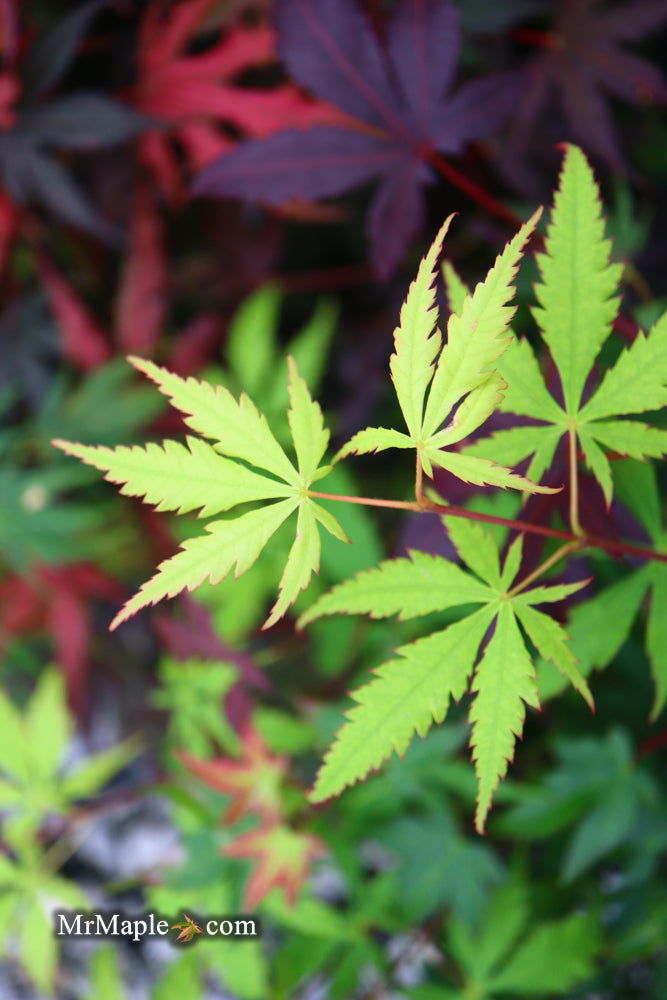 - Acer palmatum 'Emerald Isle' Japanese Maple - Mr Maple │ Buy Japanese Maple Trees