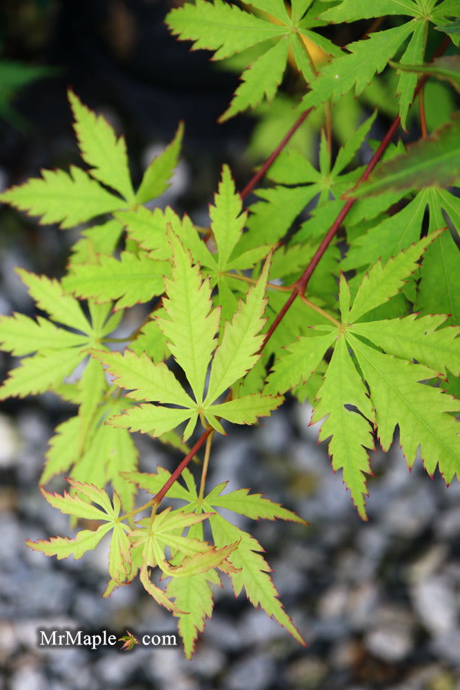 - Acer palmatum 'Emerald Isle' Japanese Maple - Mr Maple │ Buy Japanese Maple Trees