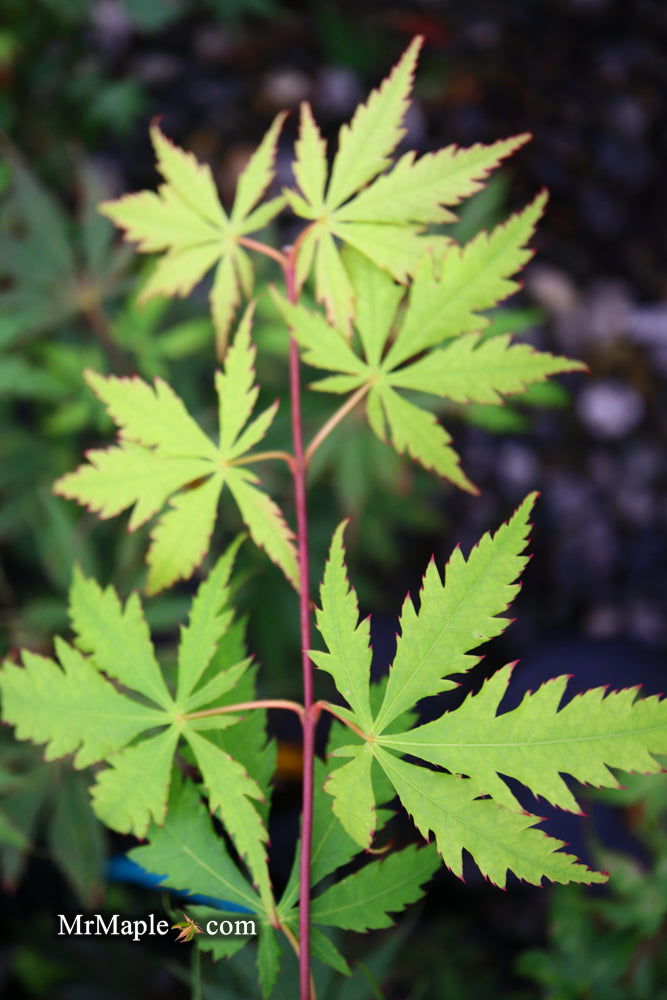 - Acer palmatum 'Emerald Isle' Japanese Maple - Mr Maple │ Buy Japanese Maple Trees