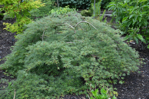 Acer palmatum 'Emerald Lace' Japanese Maple - Mr Maple │ Buy Japanese Maple Trees
